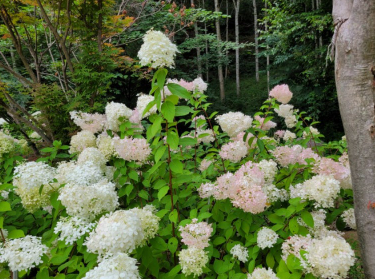 강원권 수국명소 추천 7곳, 여름 여행지로 꼭 가봐야 할 인생샷 스폿 총정리