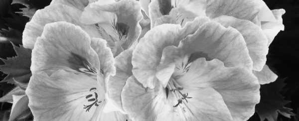 리갈 제라늄, 랜디 제라늄 (리갈 엘레강스 선라이즈)