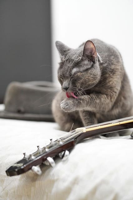 인천 영흥도 고양이역