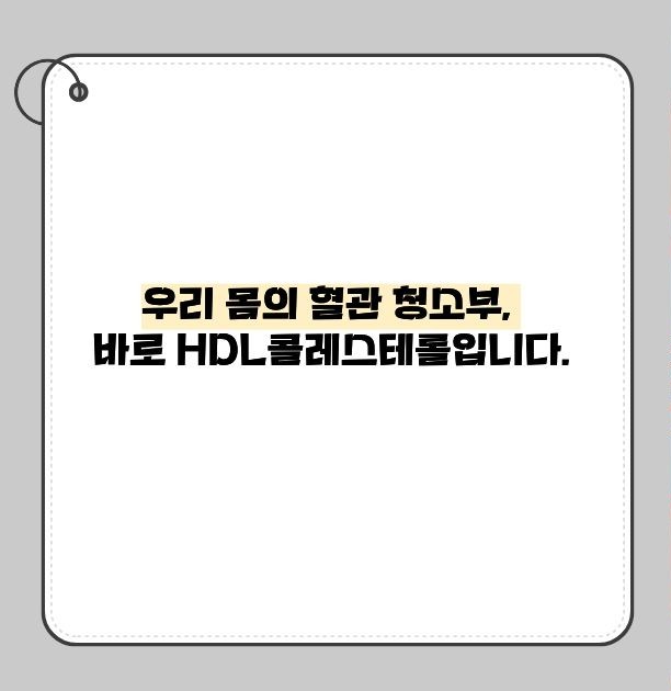 hdl 콜레스테롤 이란