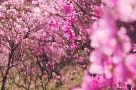 원미산 진달래 축제