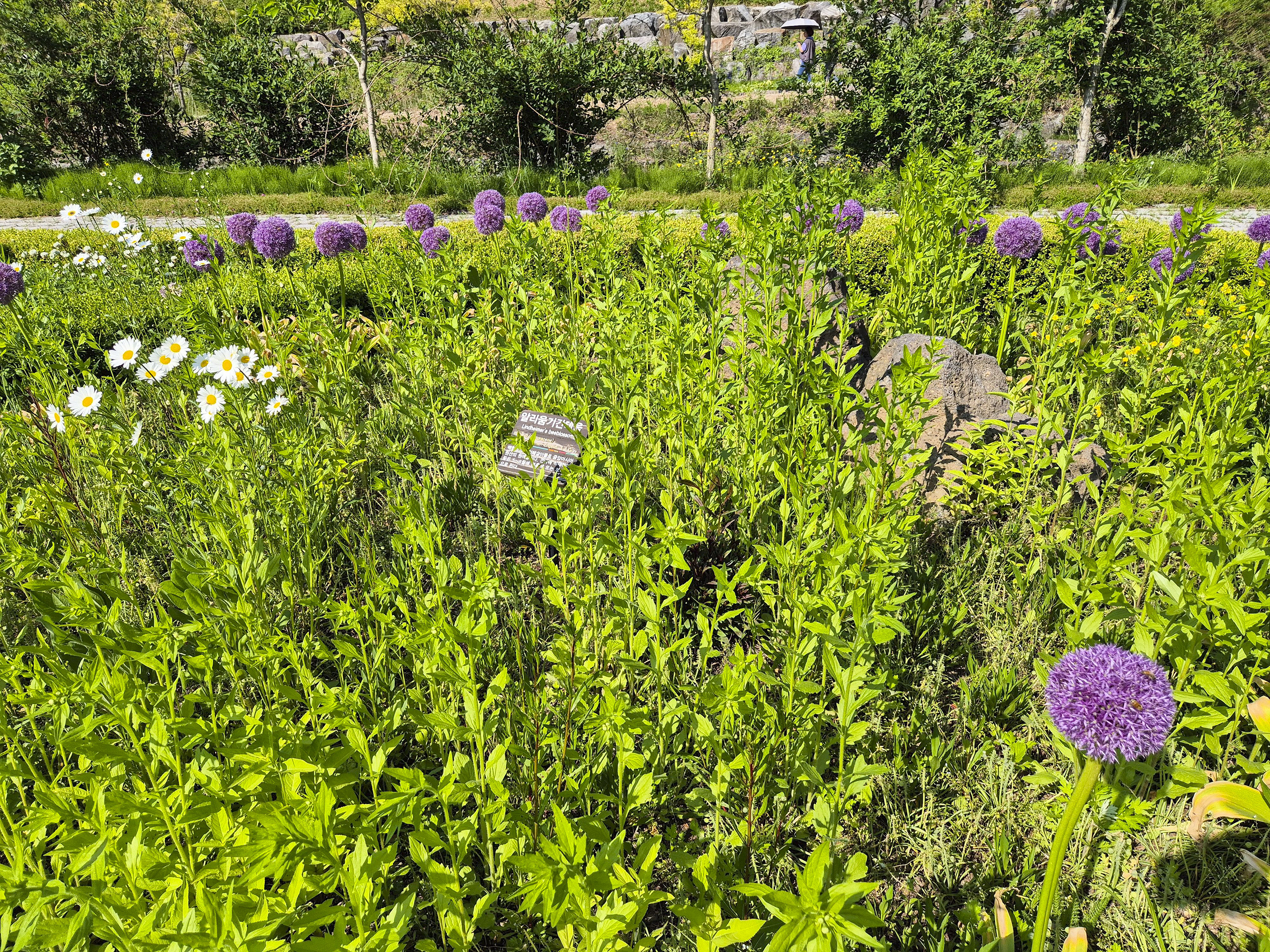 수목원 초입 부분, 파릇한 꽃이 보인다