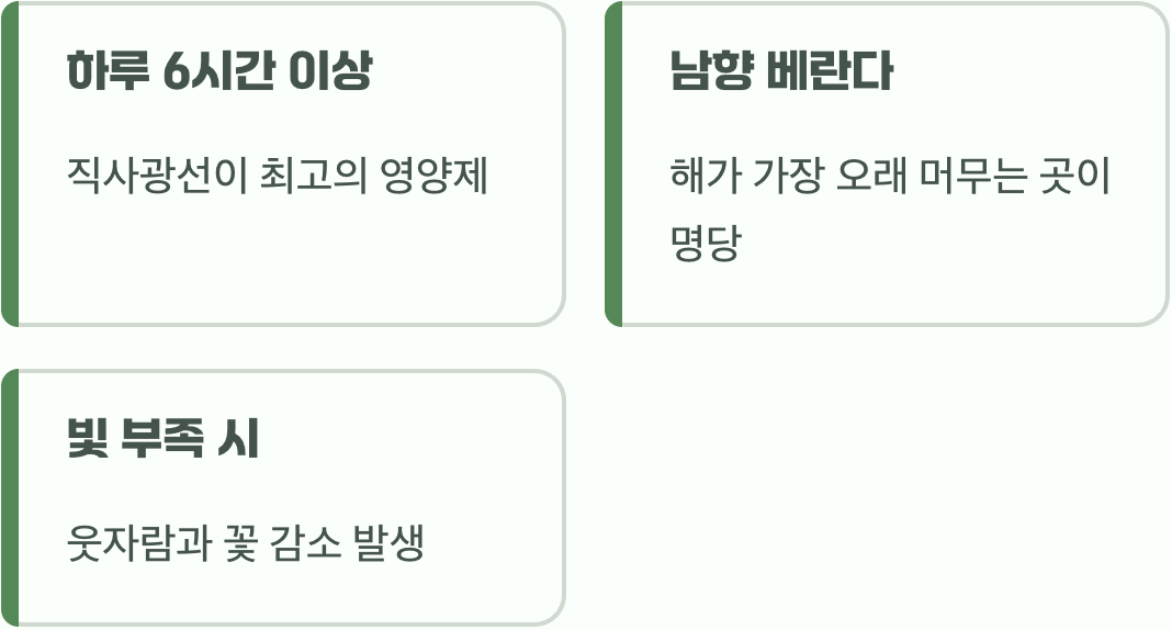 최고의 보약, 뜨거운 햇살