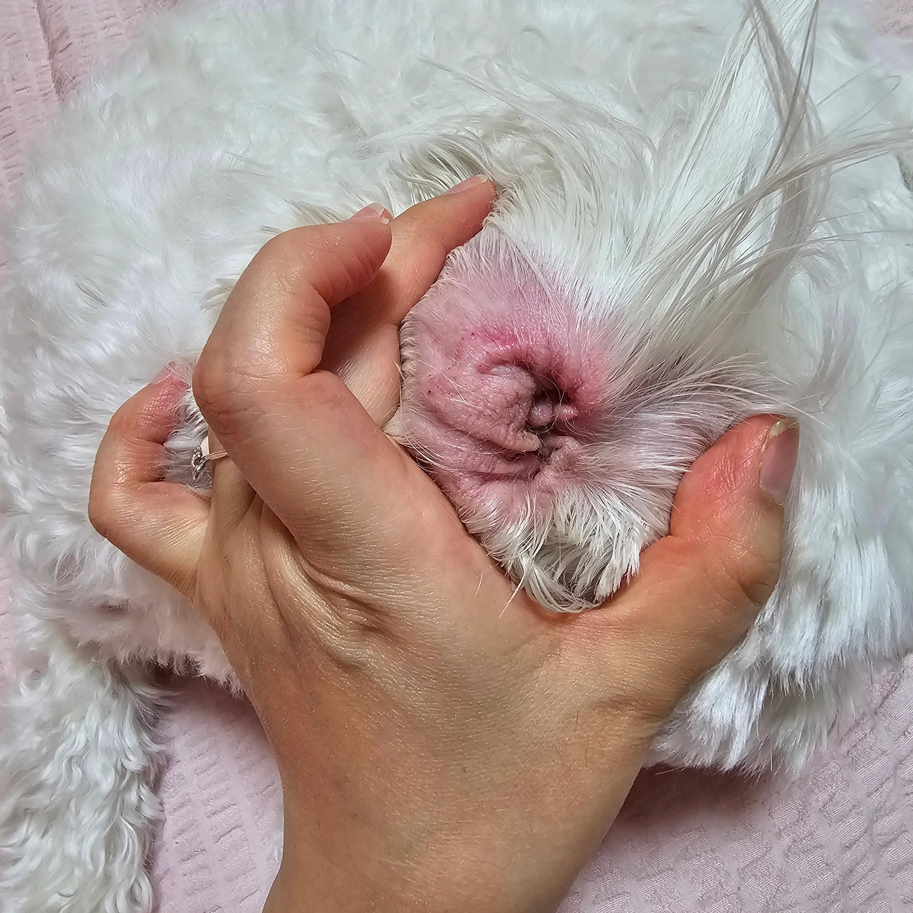 반려견 귀 건강을 위한 방법