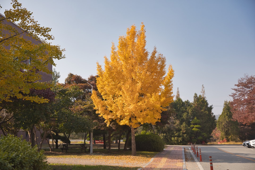 Cheonan