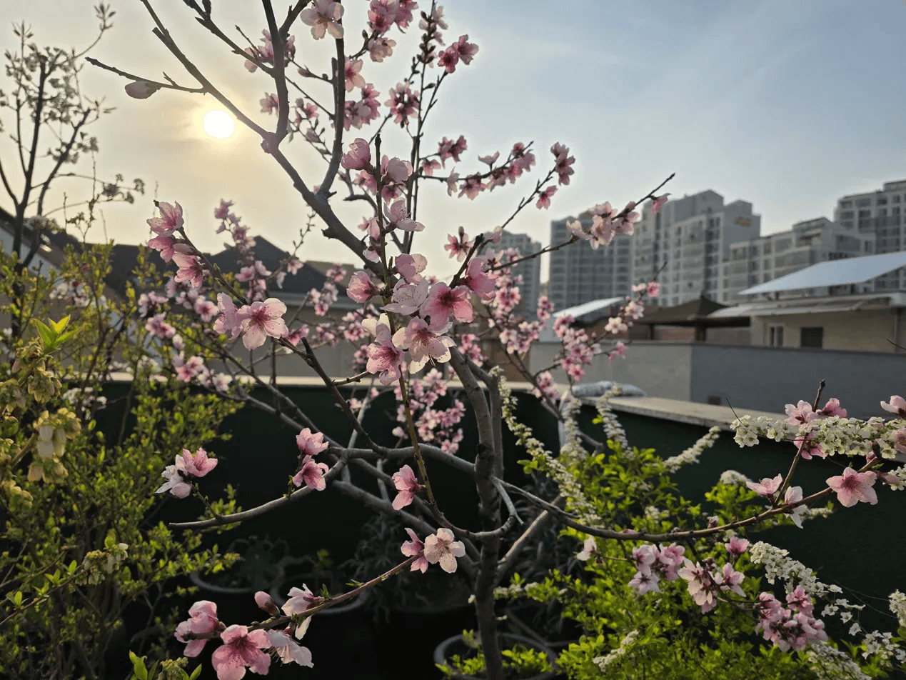 신비복숭아 분홍꽃이 저녁 햇살을 받아 빛나는 모습, 배경에 조팝나무 흰꽃도 함께