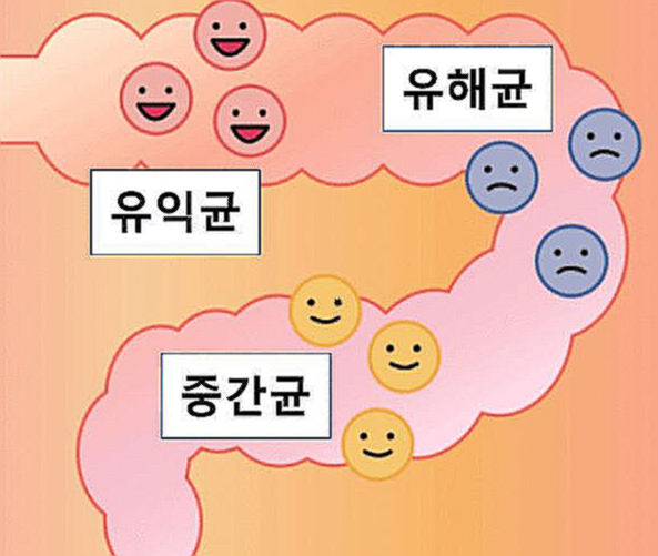 BNR17 유산균
