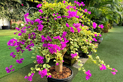 특색있고 아름다운 민간 정원 30선 추천 여행 - 25. 통영 동백커피식물원