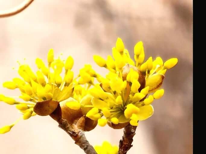 구례 산수유꽃축제