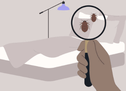 빈대 물린자국 빈대 퇴치법 퇴치제 살충제