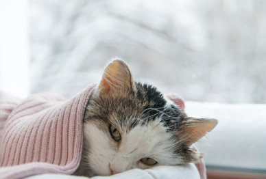 이불에 있는 고양이.