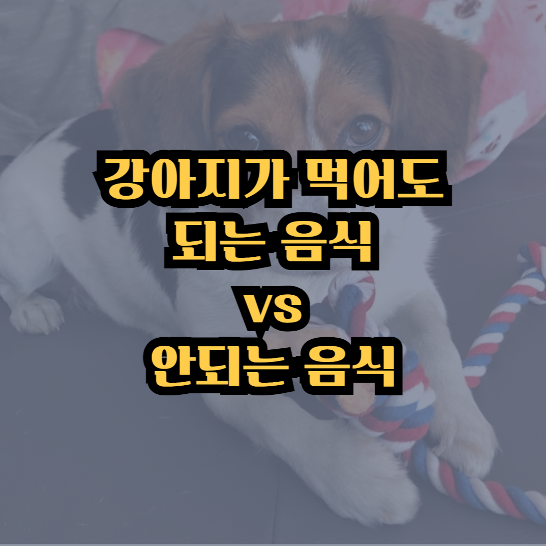 댕댕이가 먹어도 되는 음식 소개