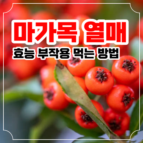마가목 열매 효능