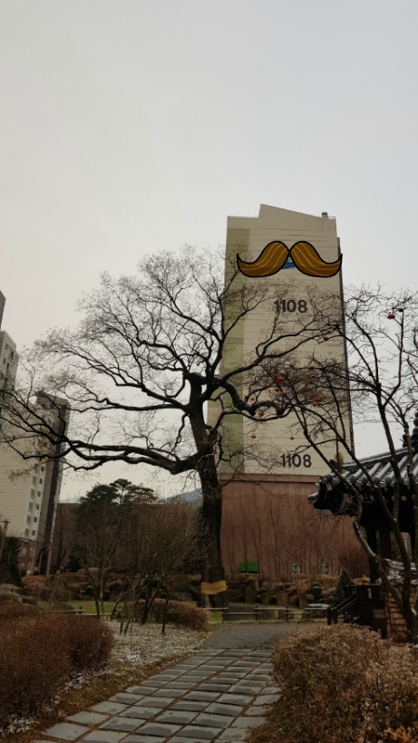 과천 보호수, 회화나무 탐방, 과천 중앙동, 560년 회화나무, 경기 과천 여행