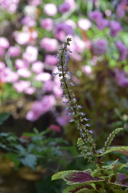 생들기름 효능 먹는 법 보관법