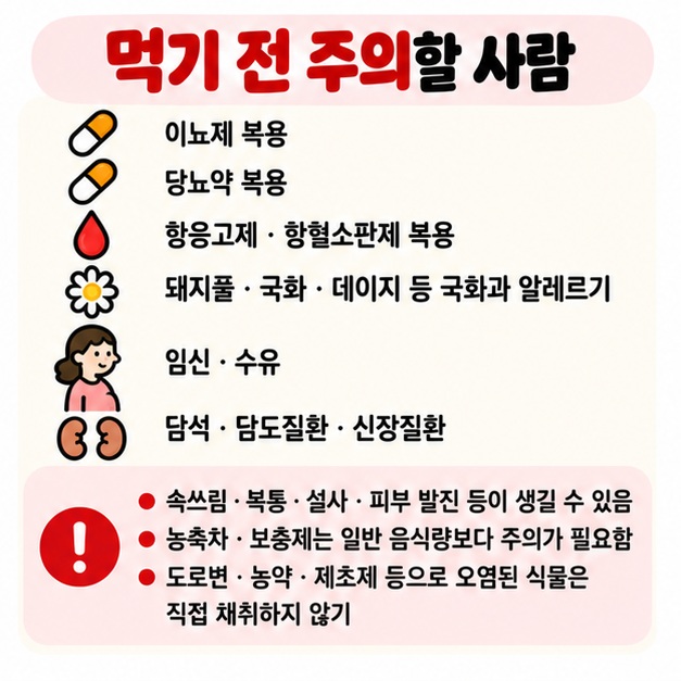 이뇨제 당뇨약 항응고제 복용자 국화과 알레르기 임신 수유 중에는 민들레 농축차와 보충제 섭취를 주의하는 카드