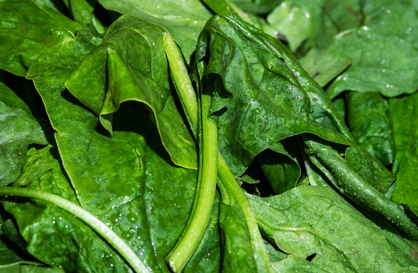 철분에좋은시금치