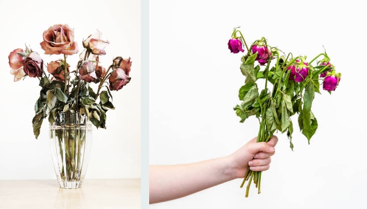 꽃 가꾸기 실패로 시들어 버린 꽃 사진