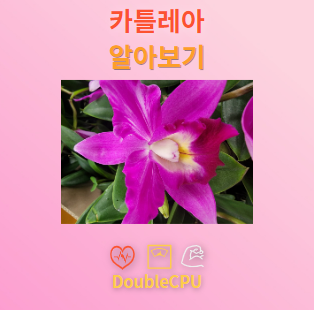 카틀레아 꽃말 및 탐구