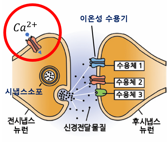칼슘의 신경전달 관여