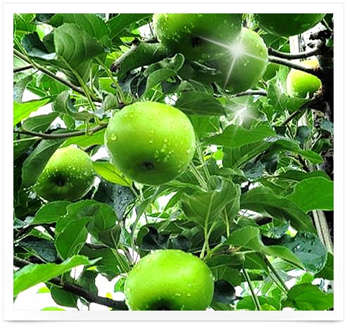 6시내고향 영주 아오리 사과