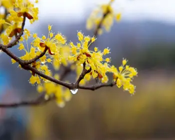 구례 산수유축제_5