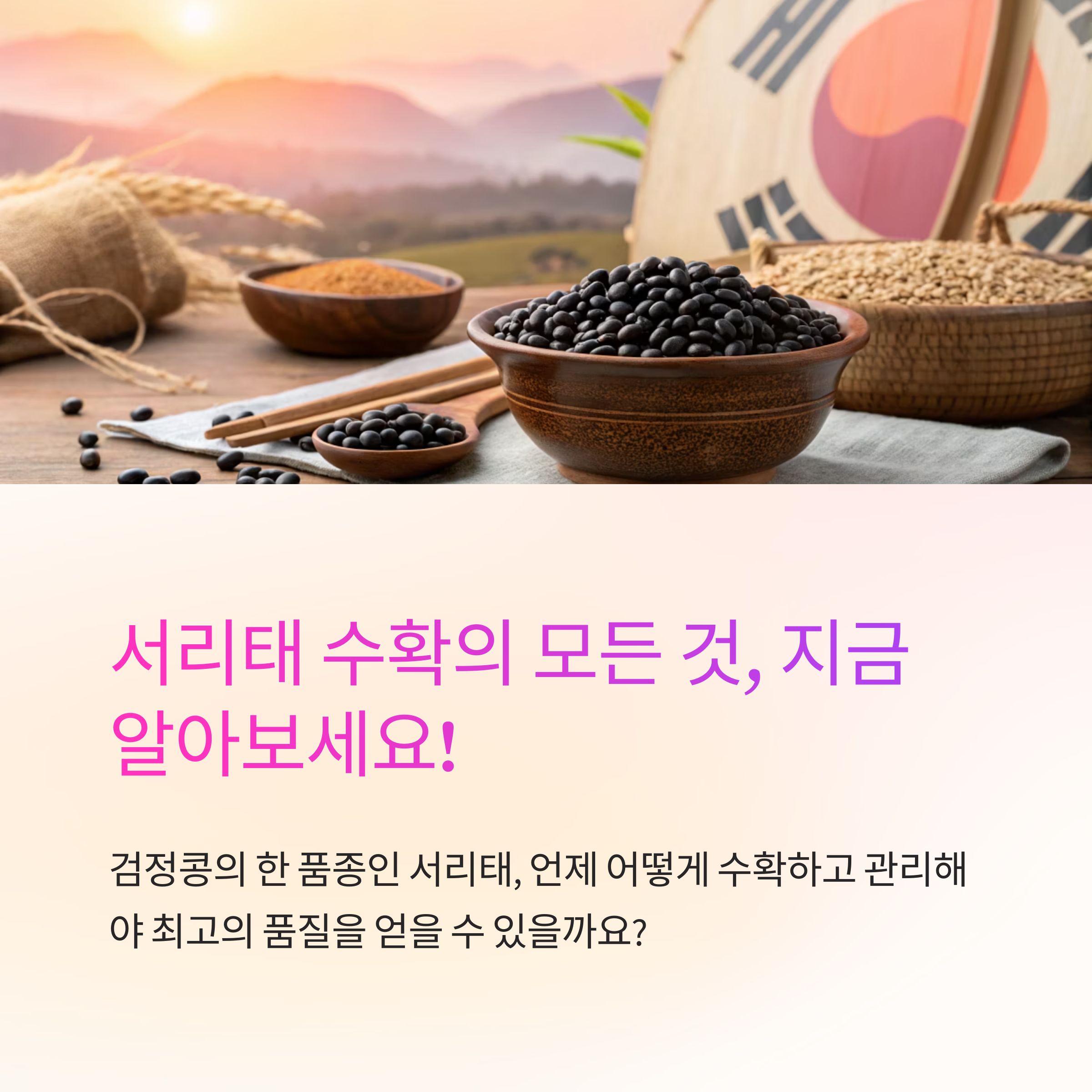 서리태 수확 시기와 관리 팁