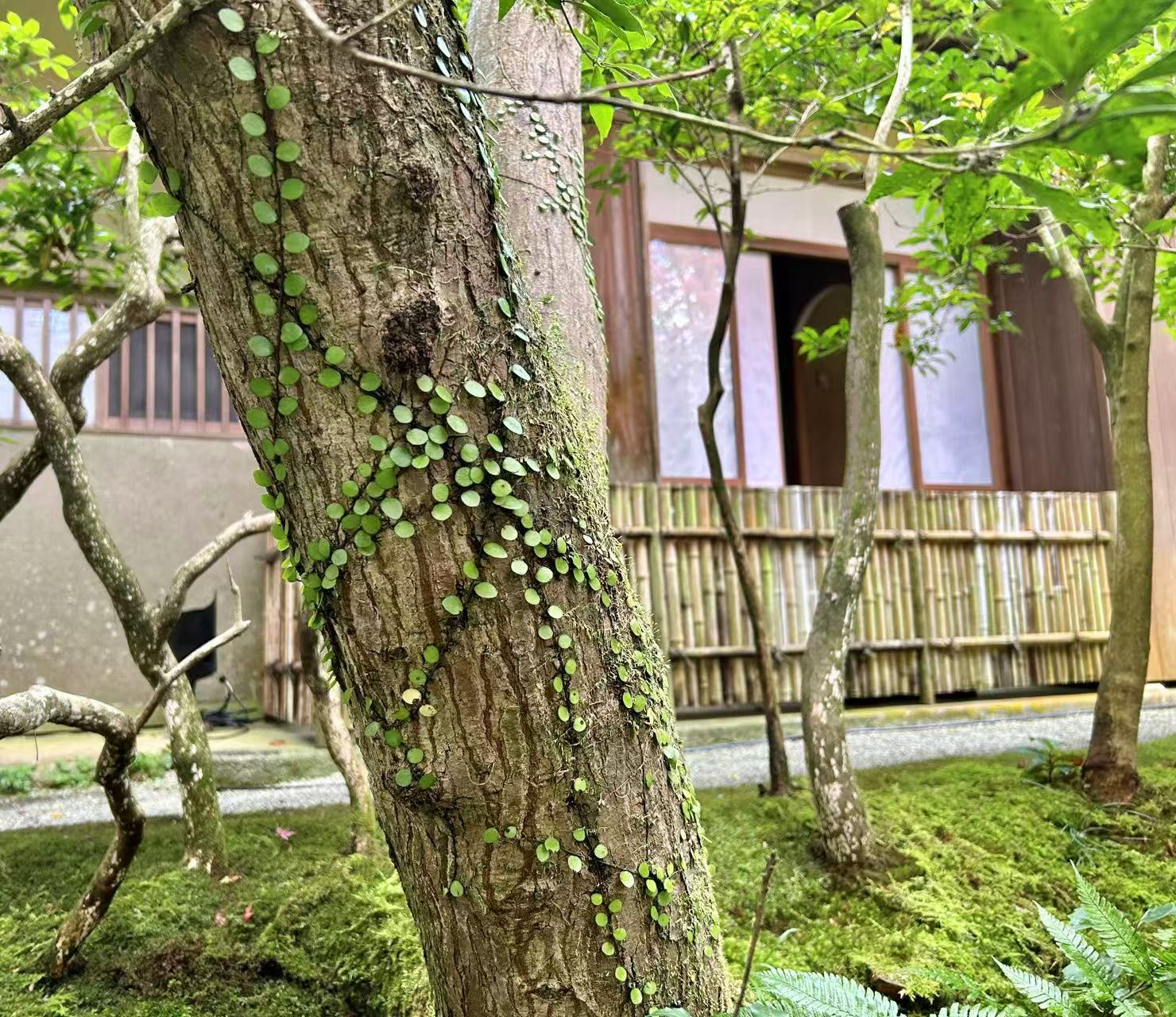 오사카 현지인도 간다! 교토 루리코인 가을단풍 명소 후기 관련사진