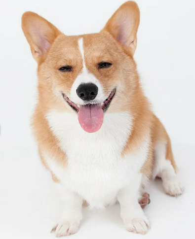 귀여운 견종 추천과 강아지 인기 순위