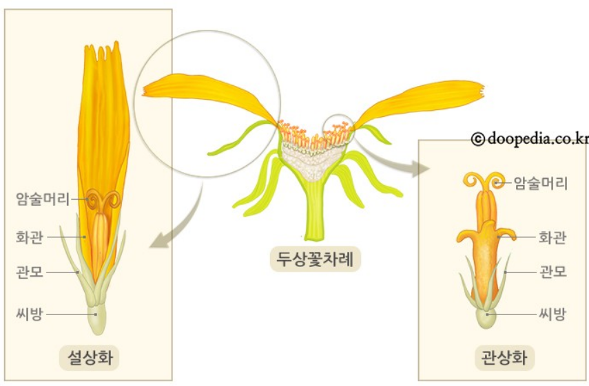 설상화와 관상화