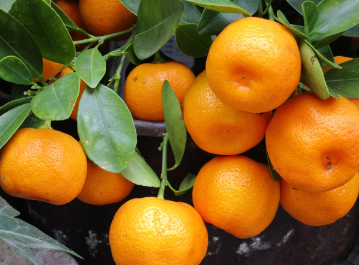 12월 제철과일 귤