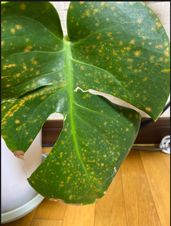 몬테스테라 잎 노란점 원인