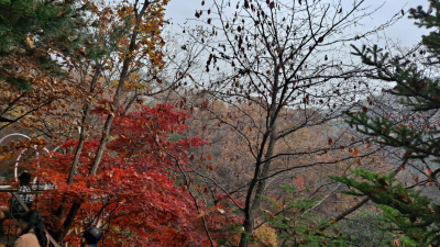 단풍명소_화담숲_이끼원