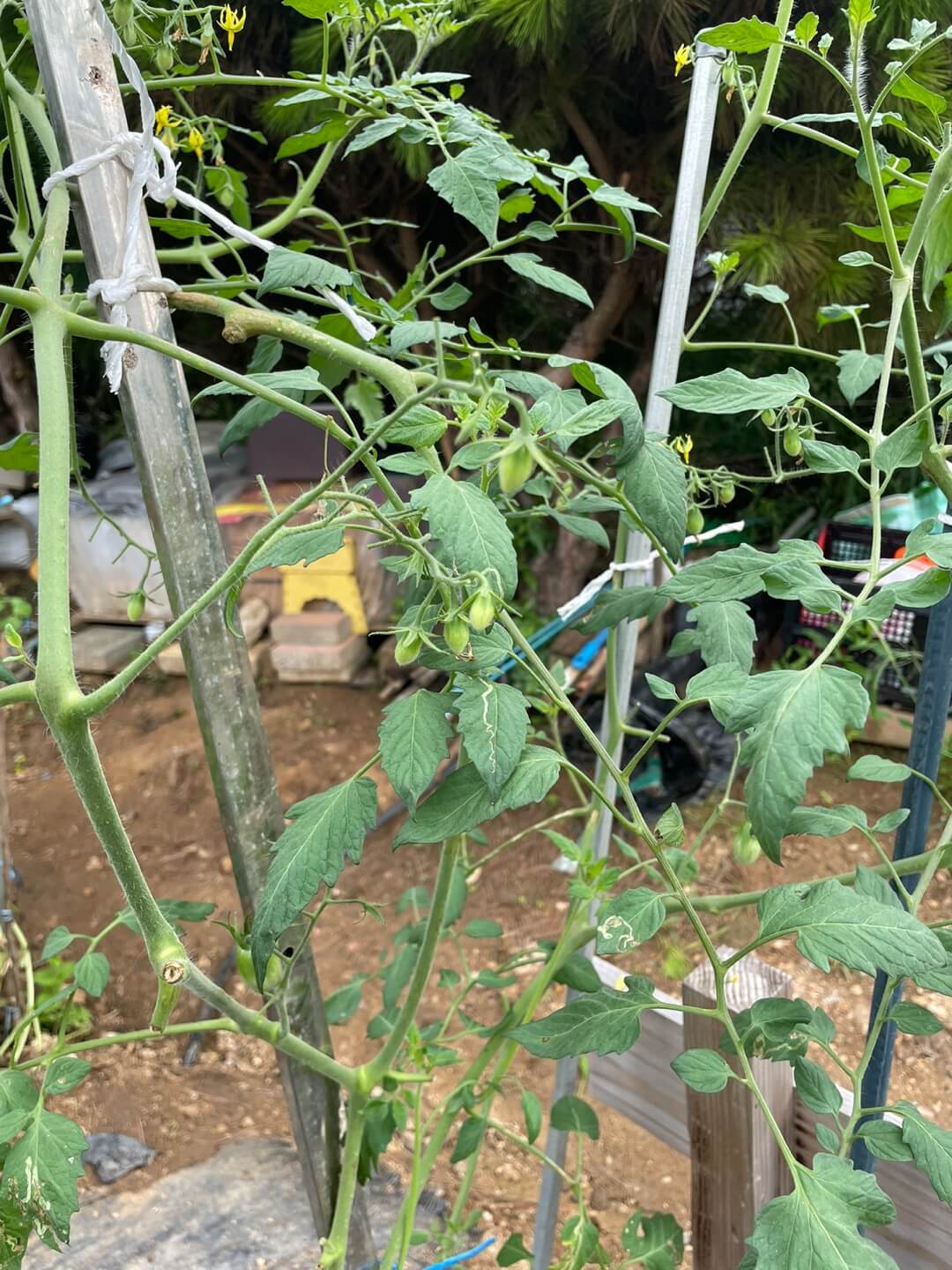 줄기파종한 방울토마토 열매