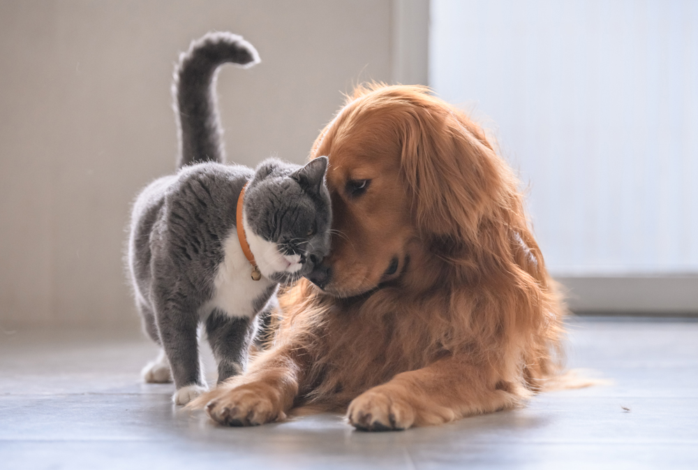 개와 고양이 관련사진