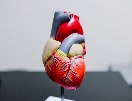 마그네슘 효능 : 심혈관