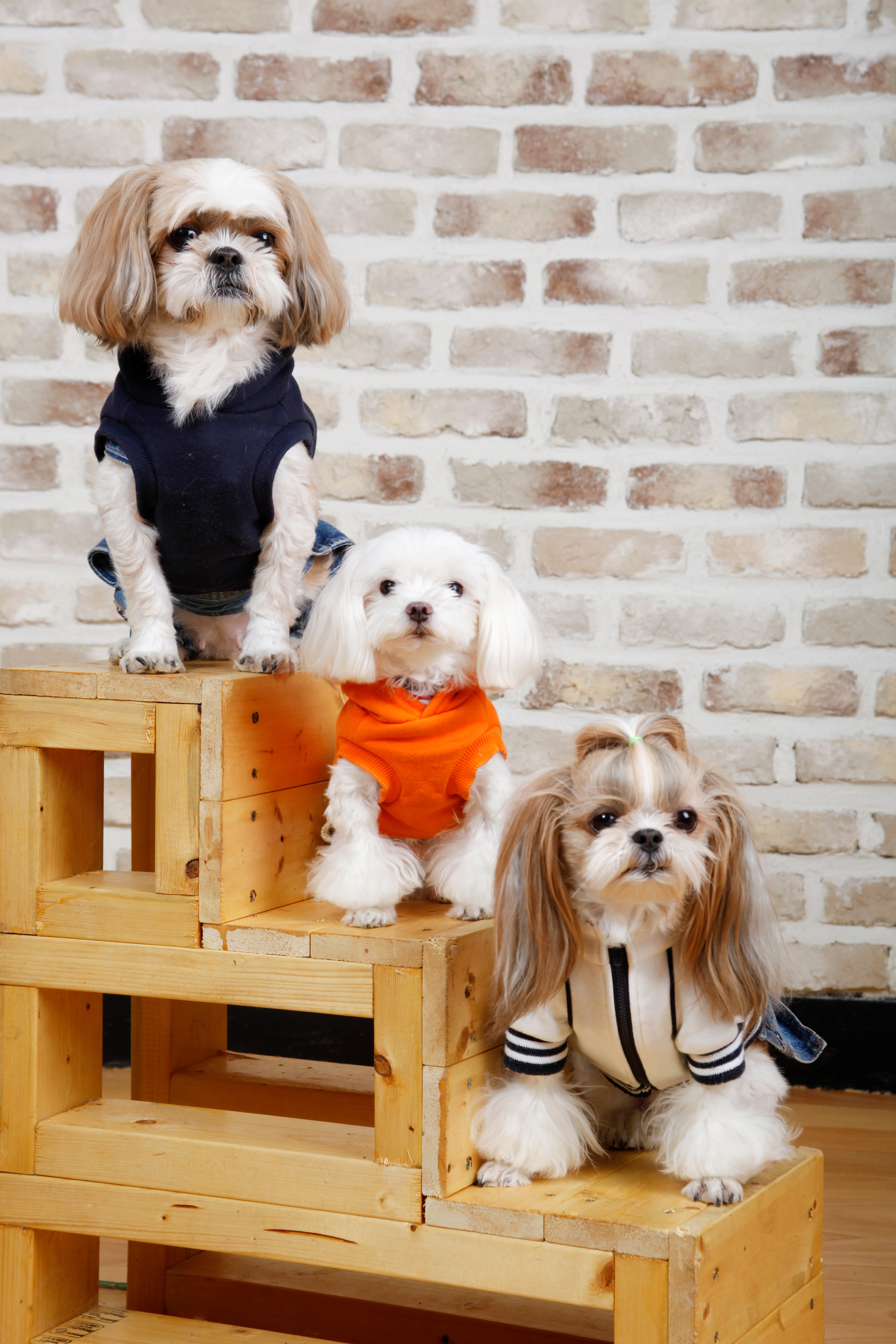 실내에 있는 반려동물