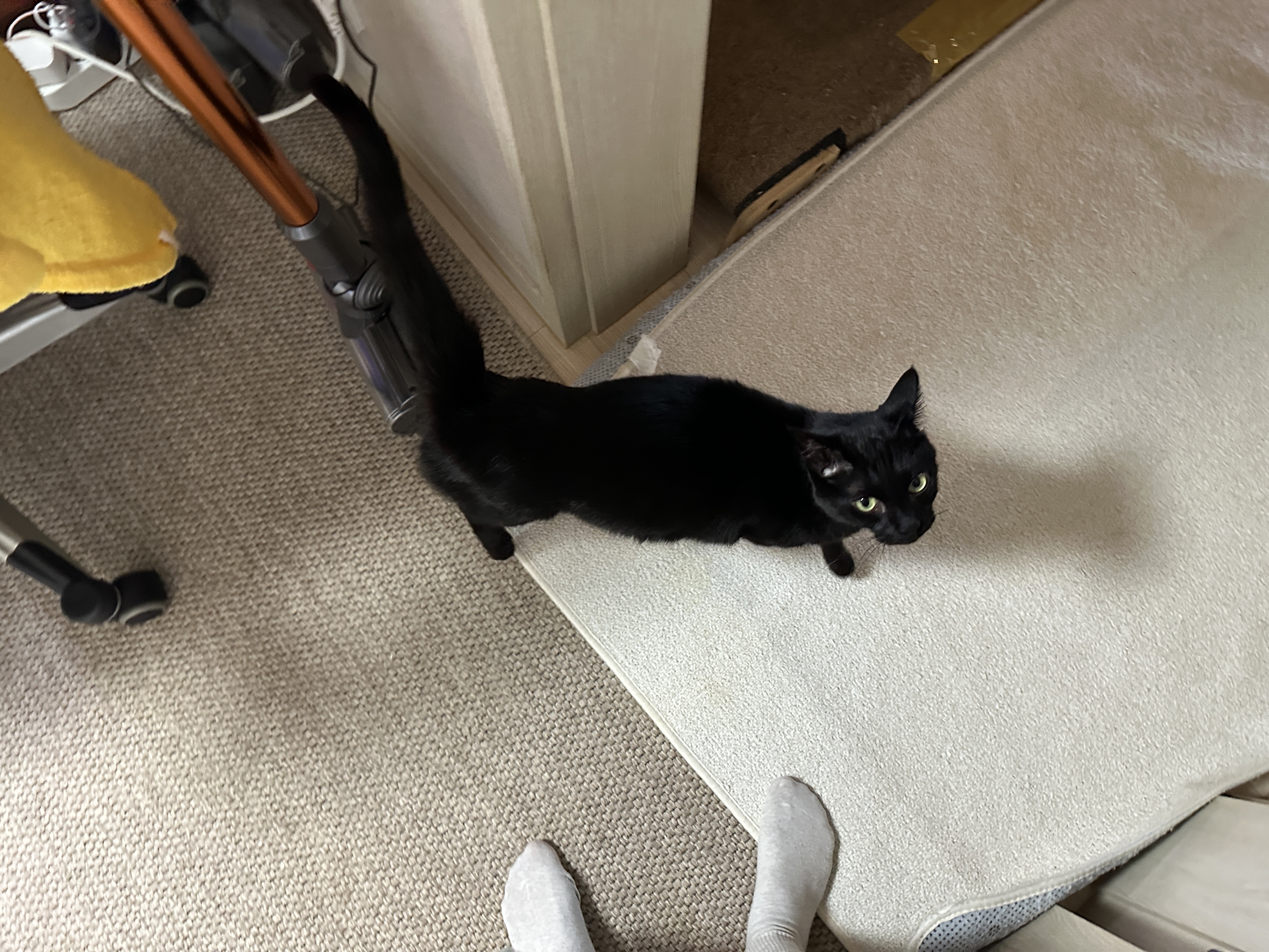 5월의 고양이들 화장실 모래 전체 갈이 (feat. 건이, 루디, 루나)