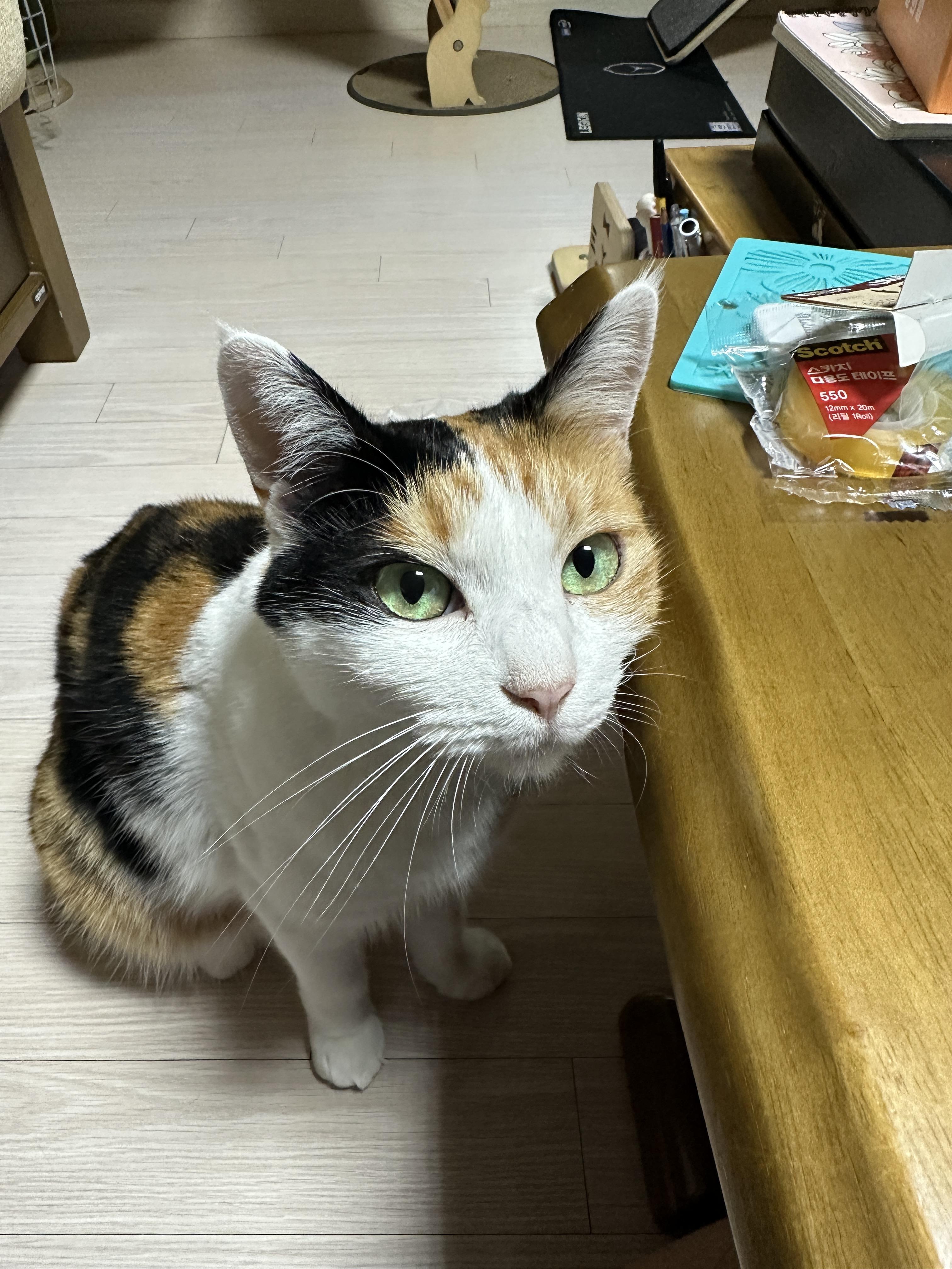 엄마_옆에서_눈_맞추고_쓰담쓰담을_요구중인_요미