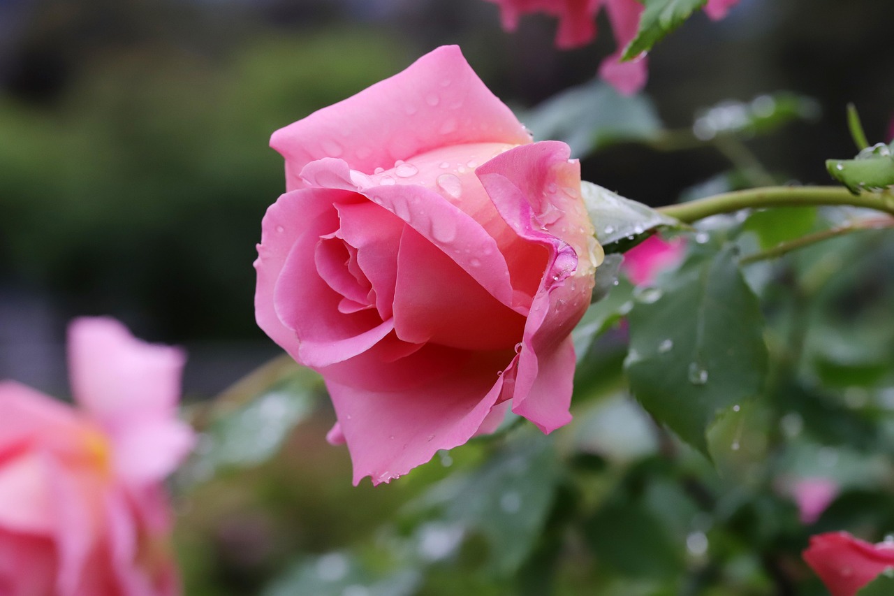 당신의 가슴에는 덕이 있고, 이마에는 예절이 있고