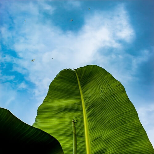 바나나잎추출물