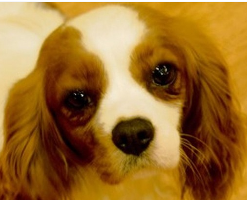 심장병 사인? 개의 이런 증상에 주의