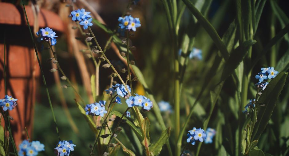 Bright blue forget-me-nots in full bloom, creating a vibrant springtime garden scene.