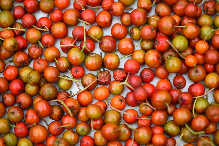 마가목 효능 총정리