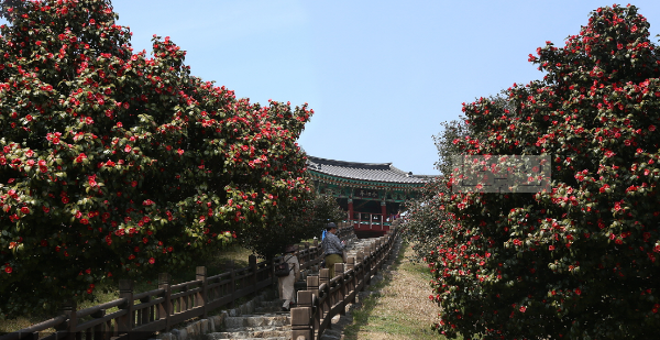 서천동백꽃쭈꾸미