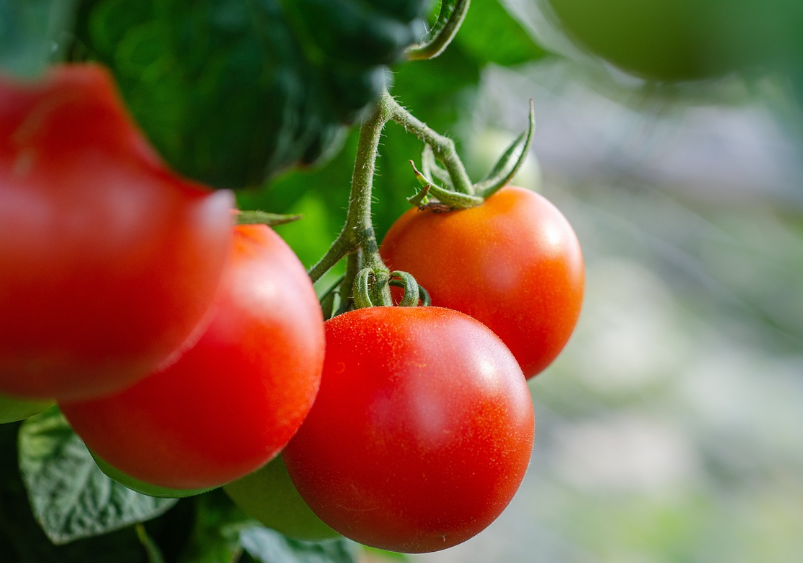 멜라토닌-타르체리