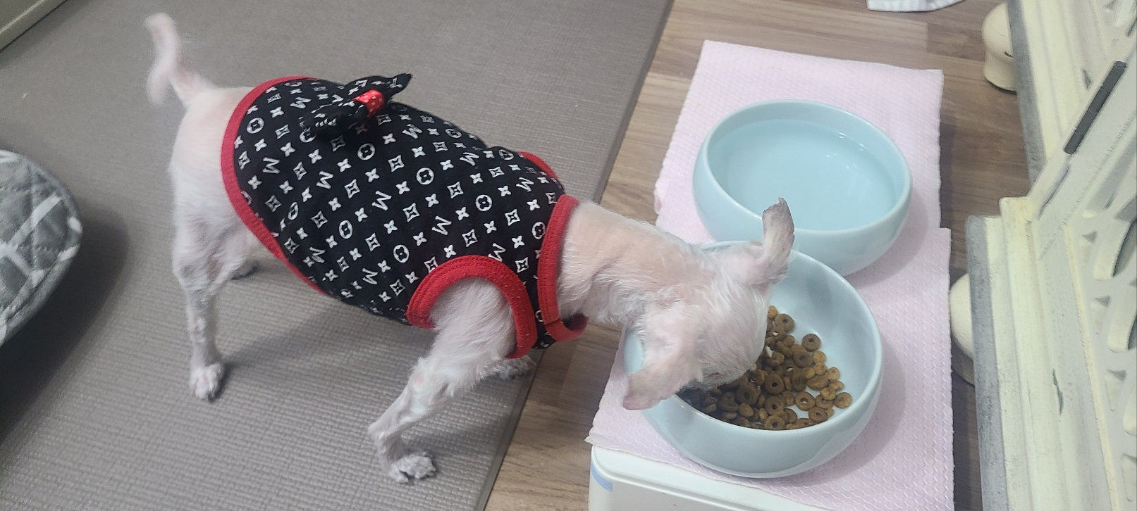 사료를 먹고 있는 노령견 강아지 모습
