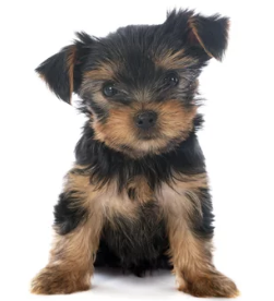 요크셔 테리어/출처:어도비스톡