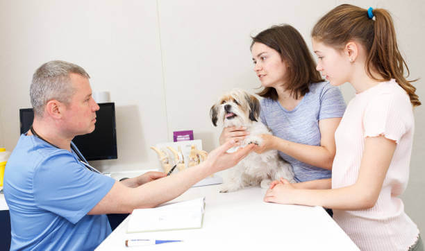 📌 2025년 펫보험 추천 총정리