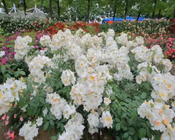 곡성 장미축제_29
